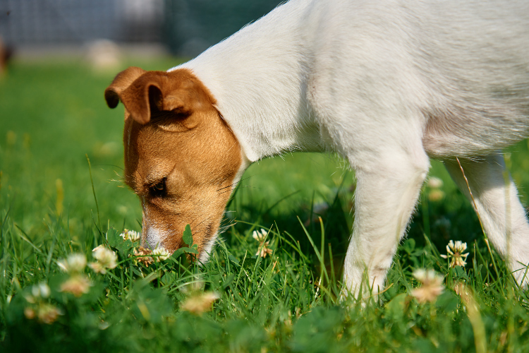 Mali pas u parku jede travu
